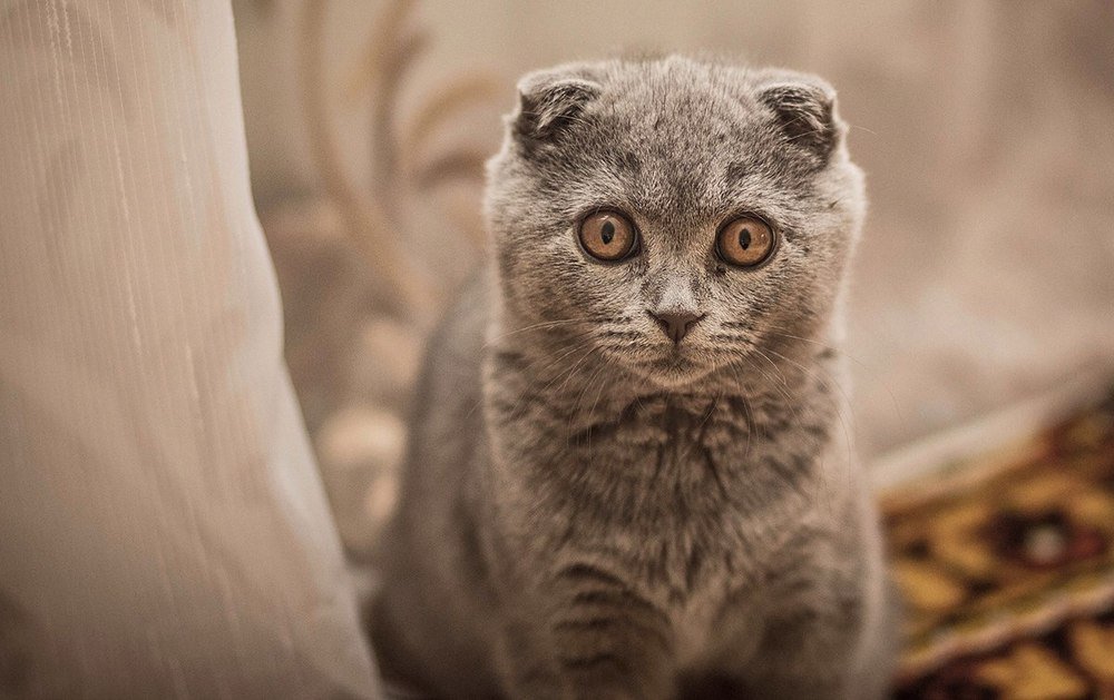 Photograph by Lady Integra