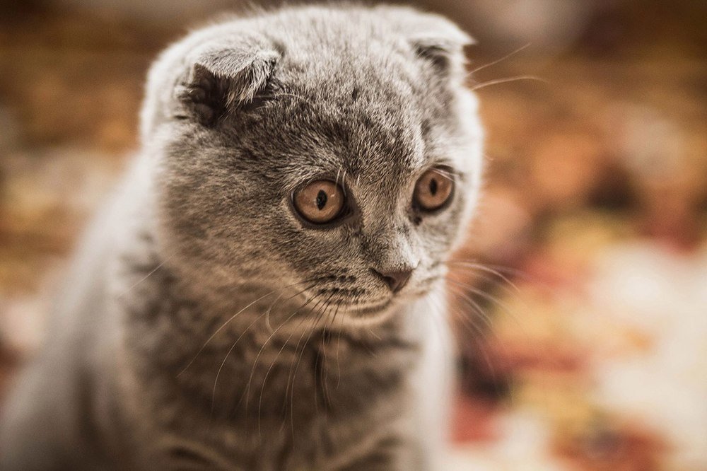 Photograph by Lady Integra