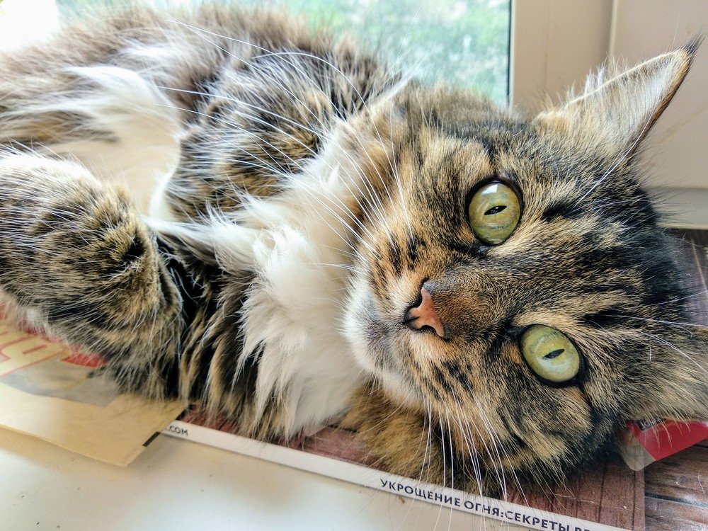 Лето за окном.