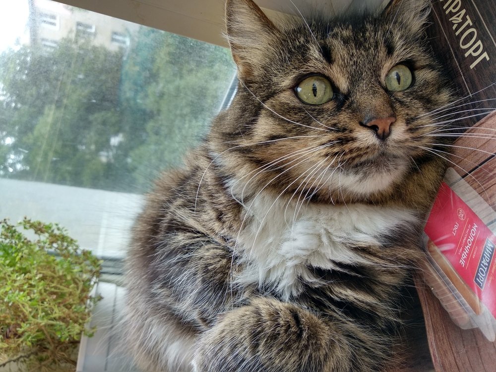 Лето в городе.