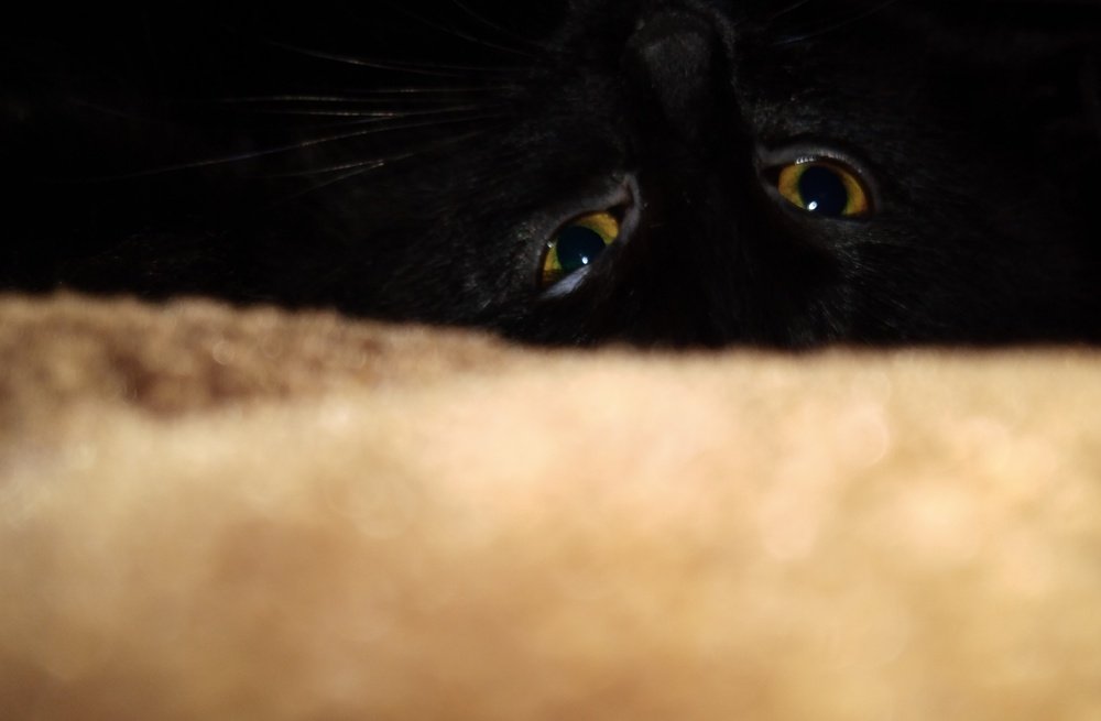 Photo #3473494