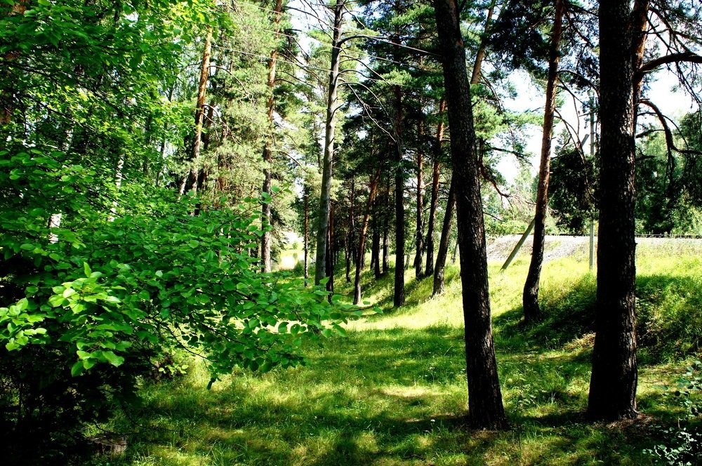 русский лес манит