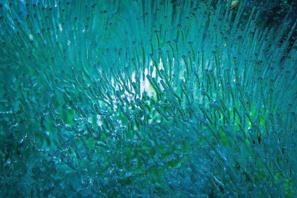 Frozen air inside the ice