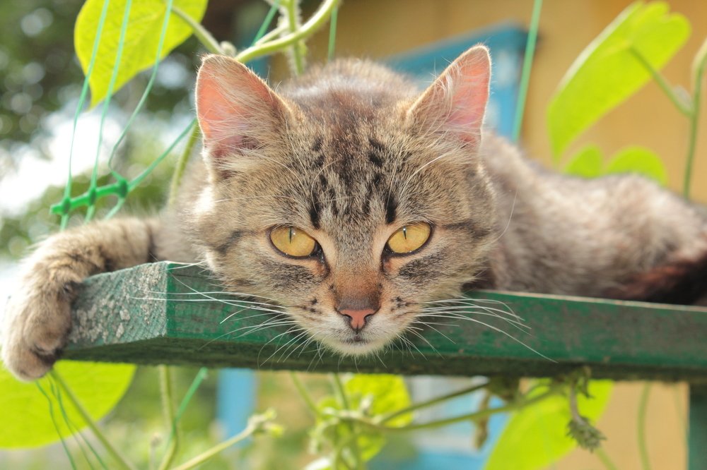 Photograph by Оксана Низевцева