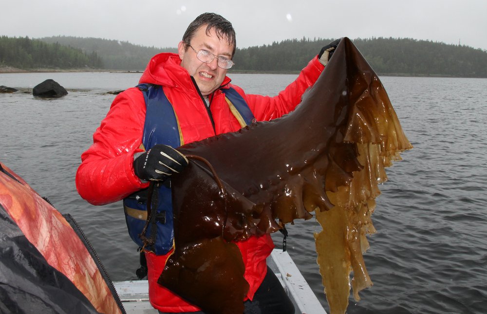 морская капуста