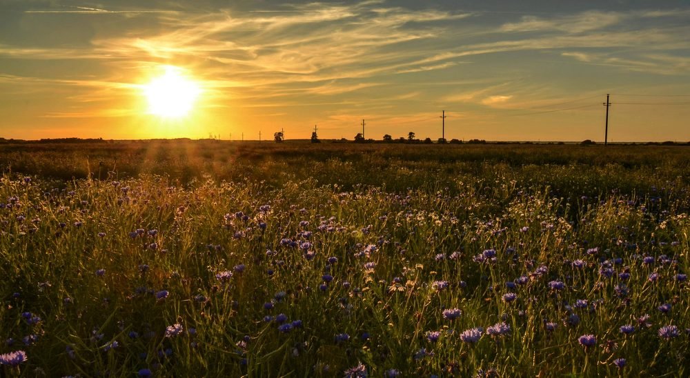 Закат в васильковом поле