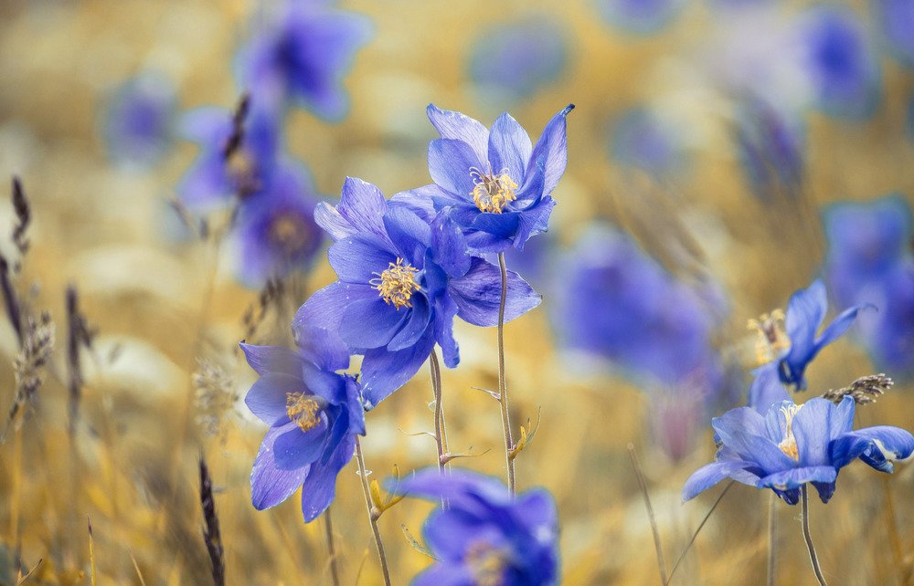 Алтайские водосборы