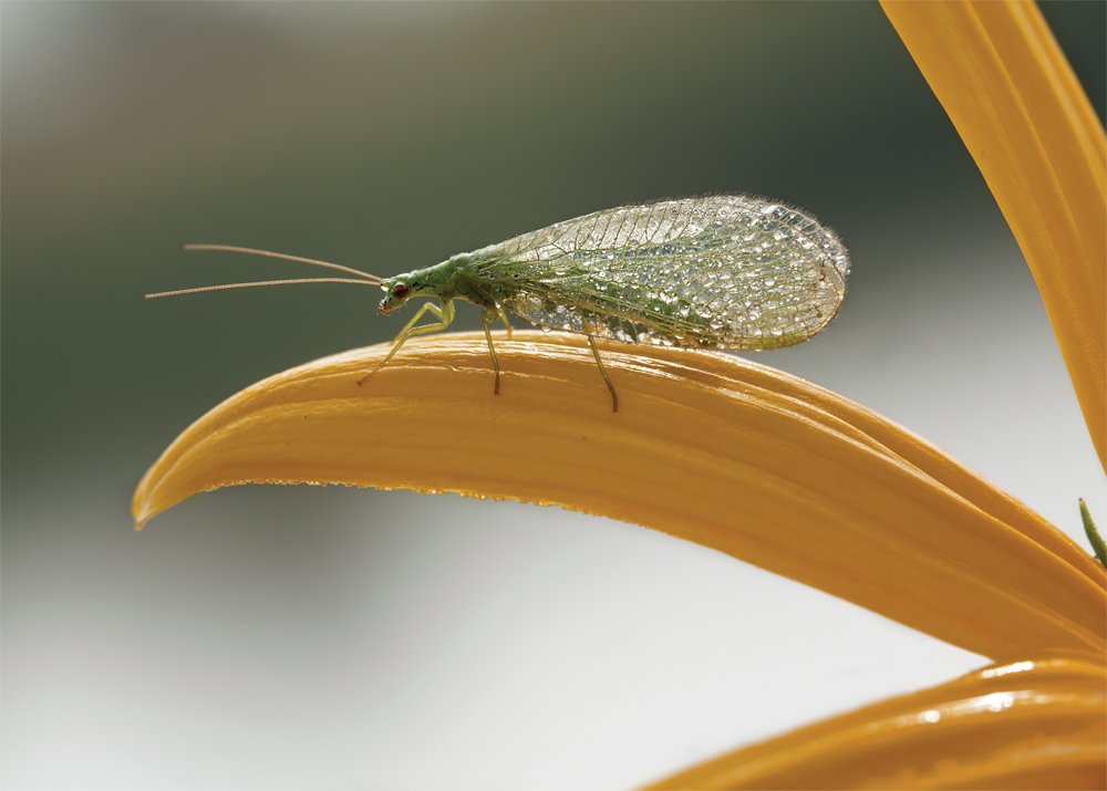 Дождливое утро