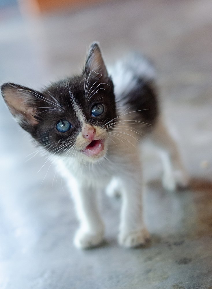 All you need is love and a cat