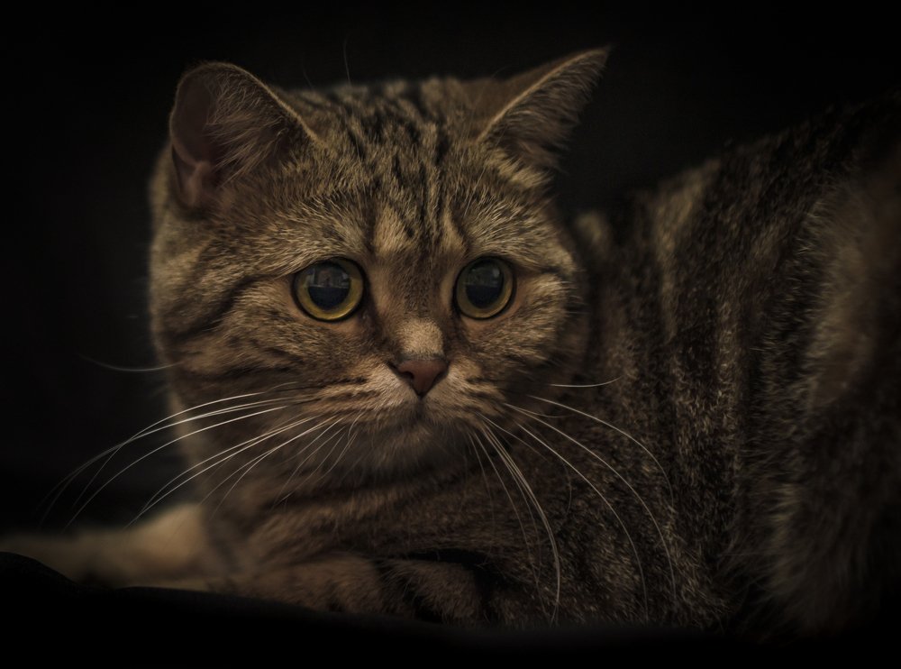 Фотография автора Константин Яковлев