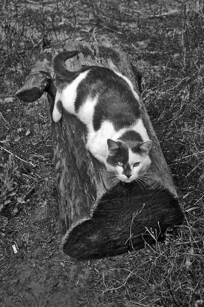 Я на солнышке лежу