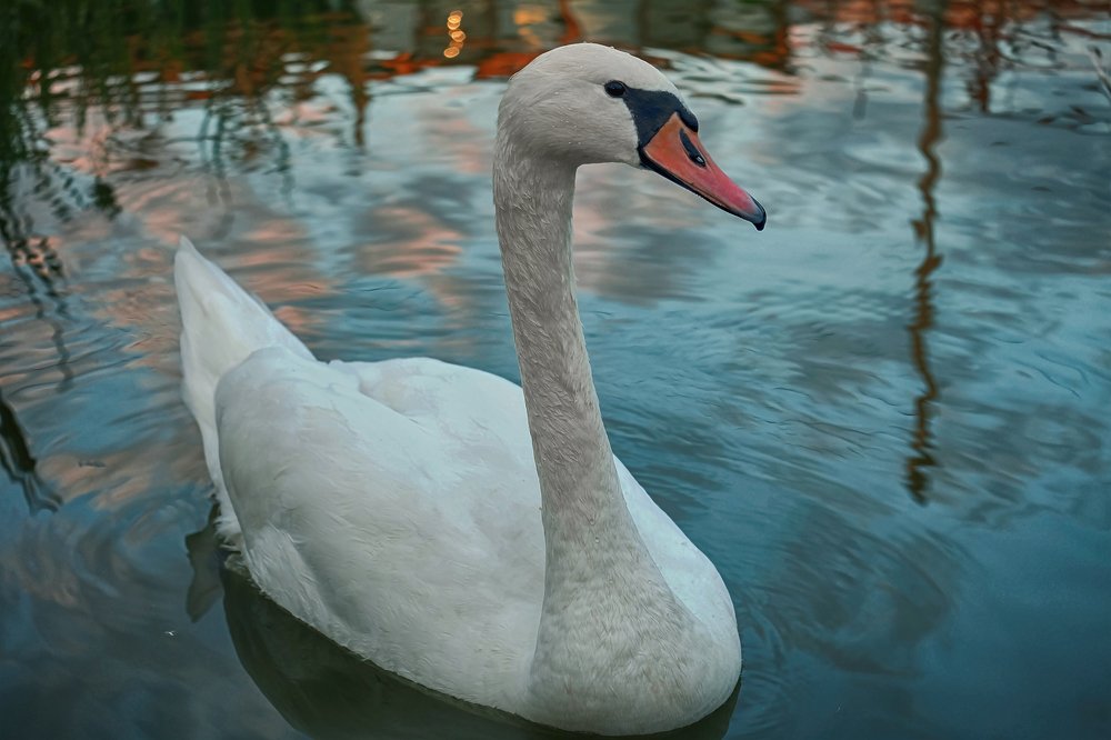 Swan