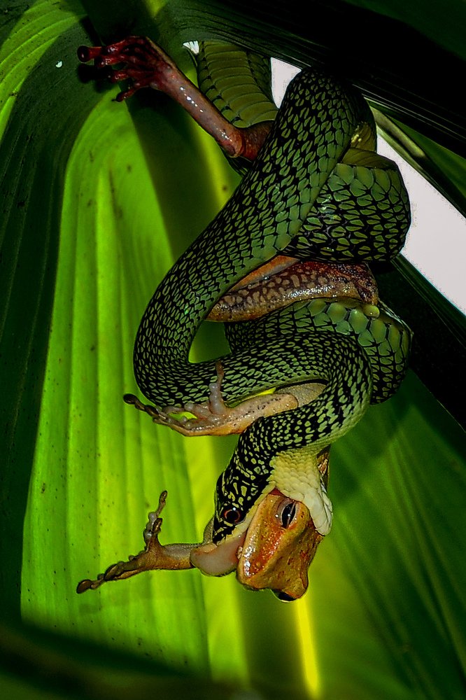 BẢN NĂNG SINH TỒN