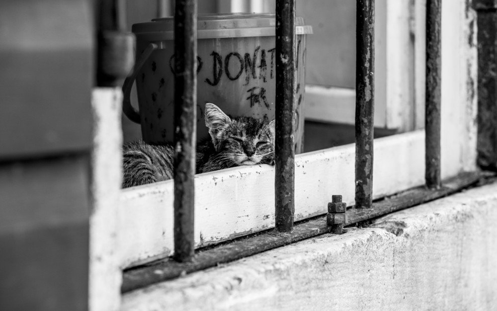 Photograph by ИРЕНА Федорова