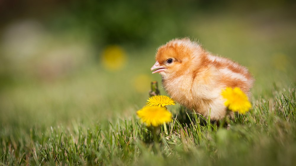 Одуванчики