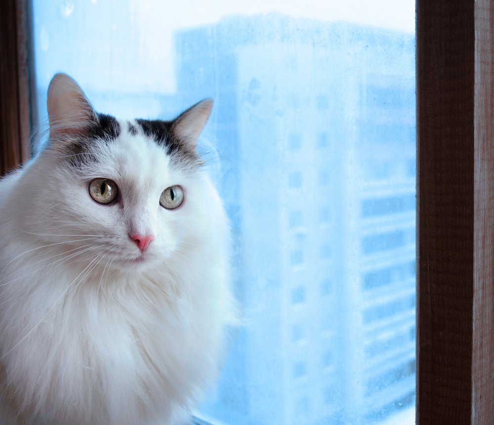 морозное окно