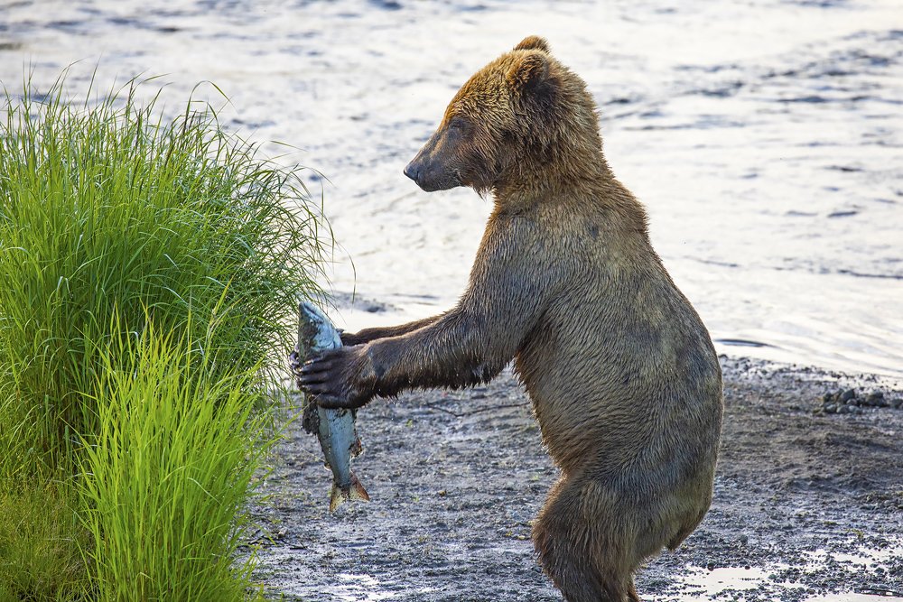 Dancing with the fish.