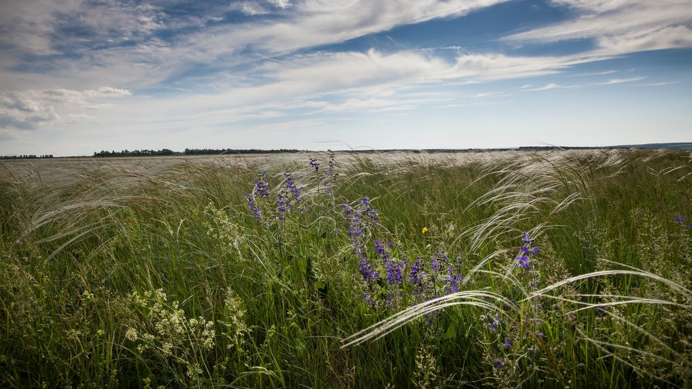 Цветет ковыль. Вечер на поле Куликовом.