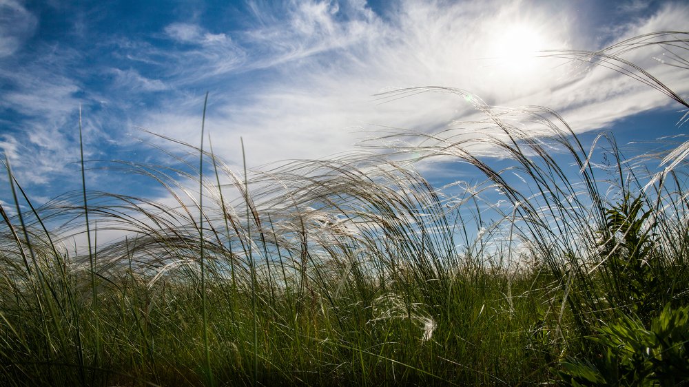 Цветет ковыль.