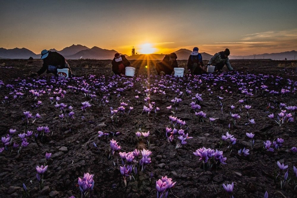 Saffron harvest