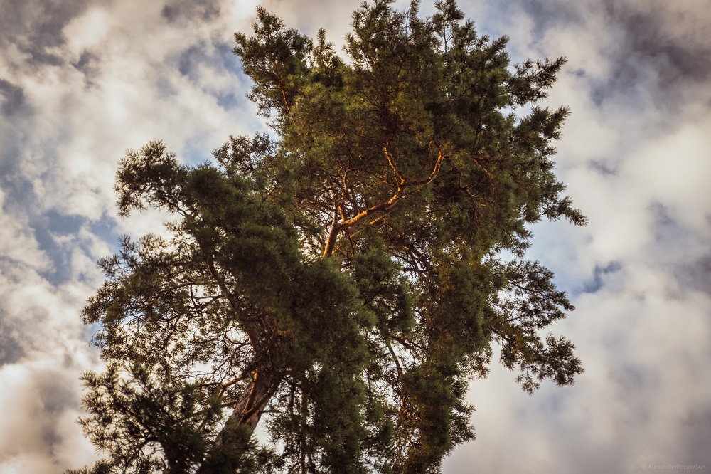 Golden sun already appeared on tree