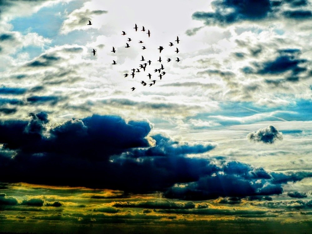 Bird