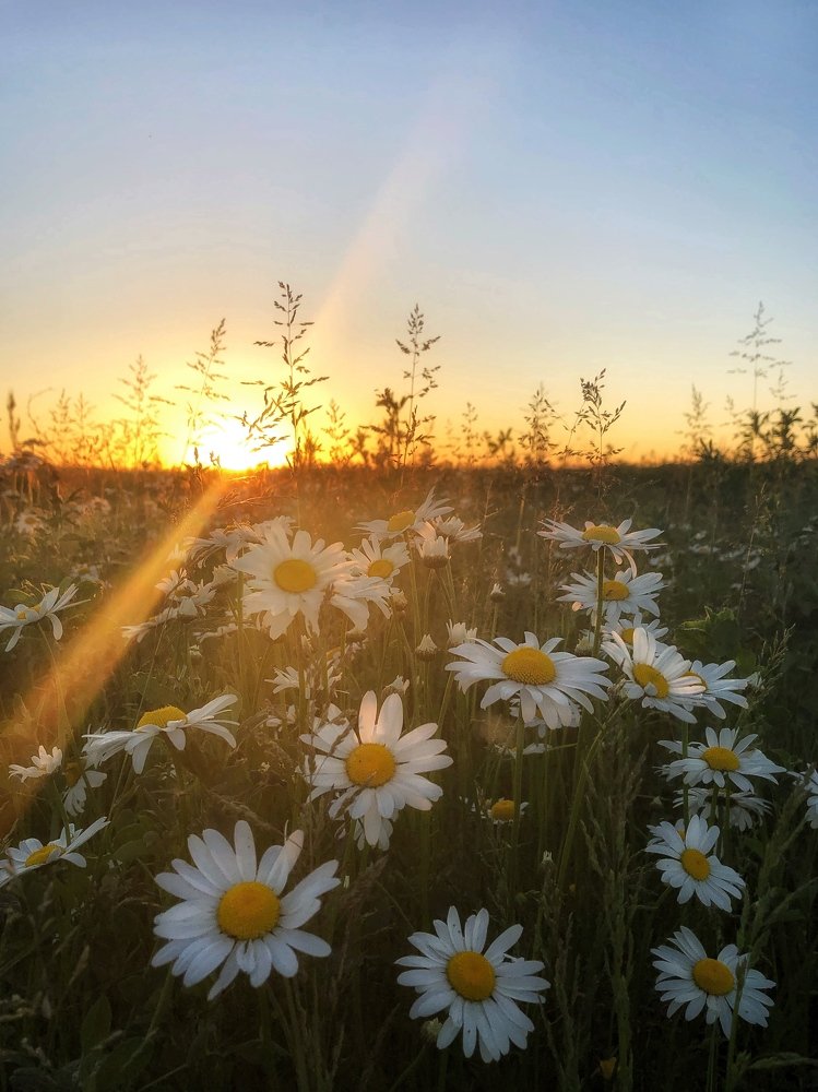 Ромашковый закат