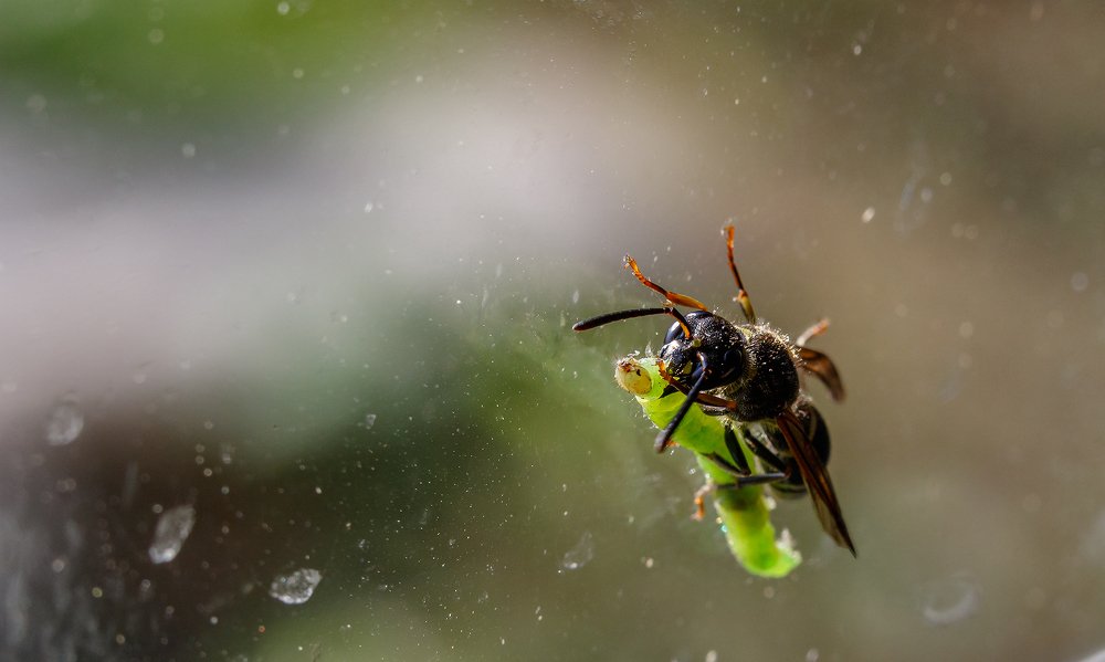 Утренний ланч.