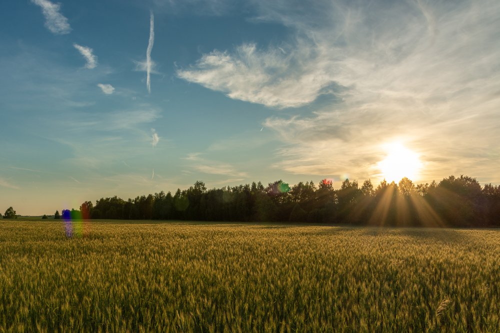 Золотые поля