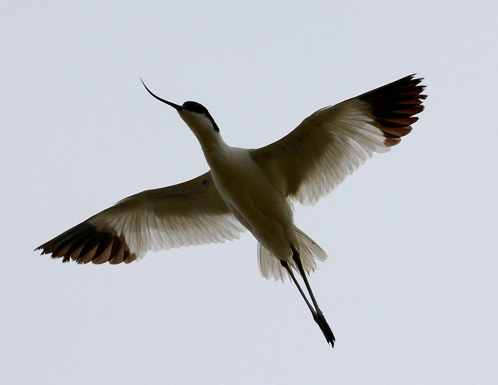 Навстречу солнцу.