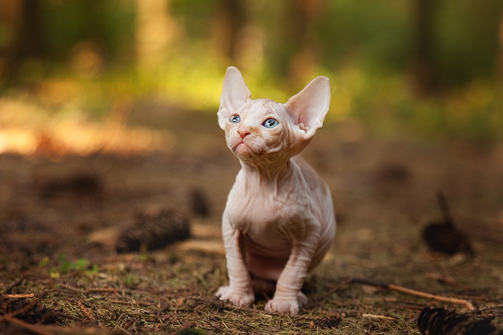 Первое приключение