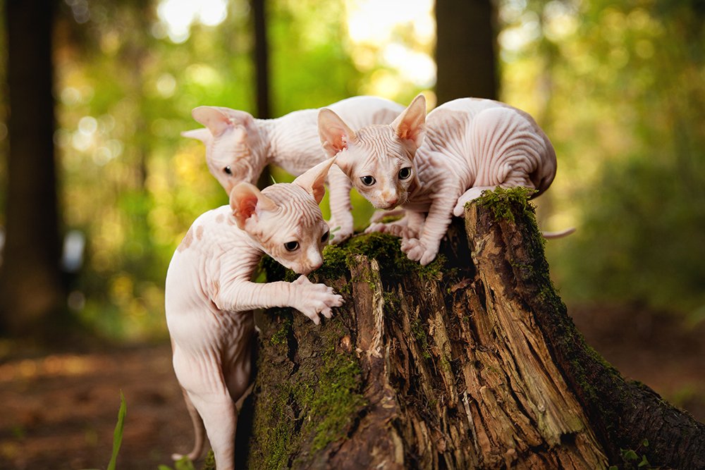 Хозяева леса