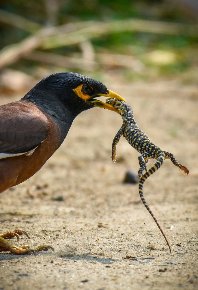 Bird with unusual kill