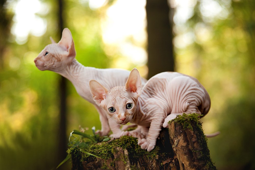 Хозяева леса