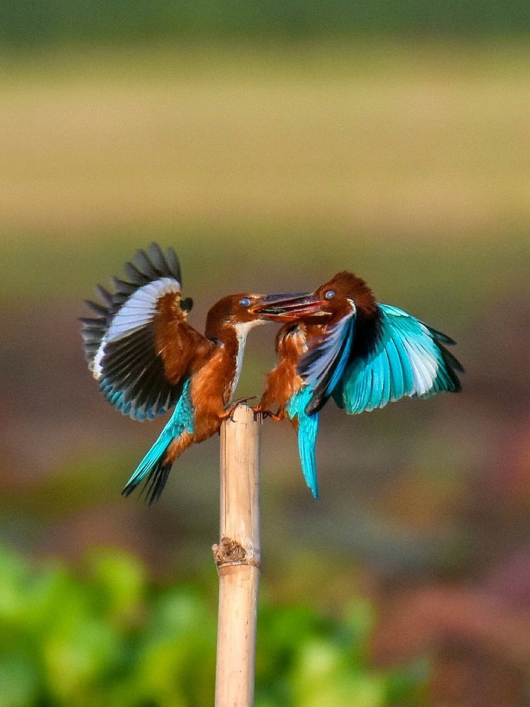 Sharing with caring..