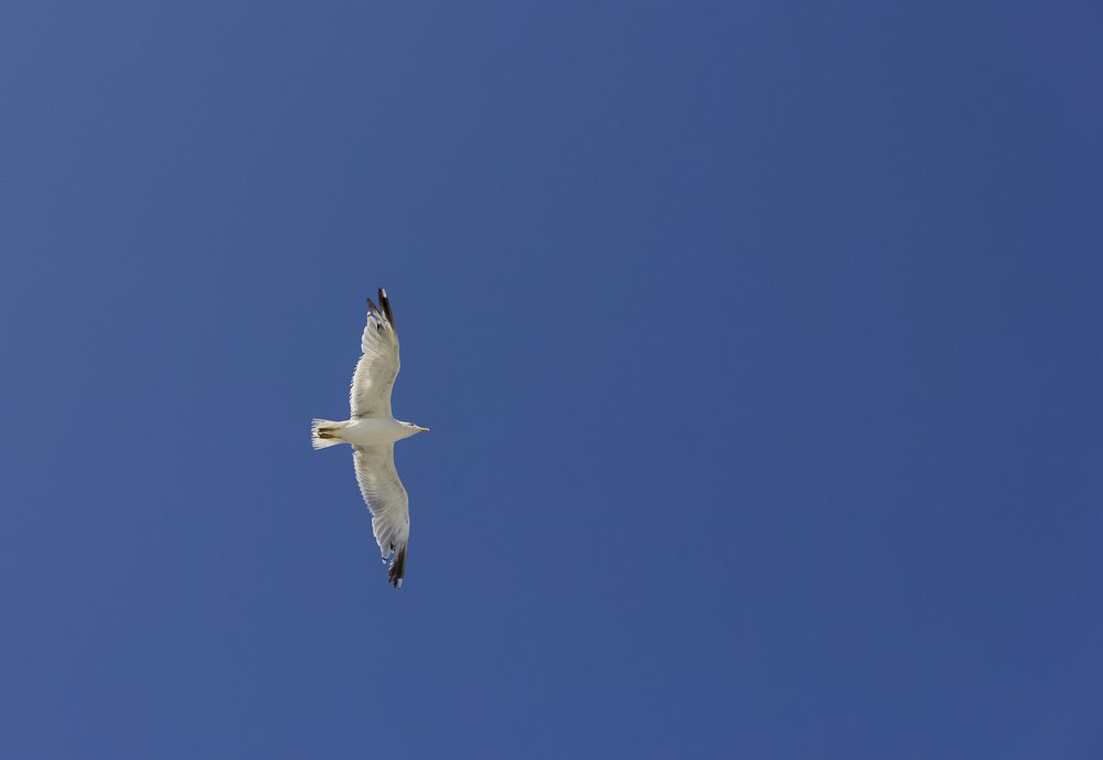 Джонатан Ливингстон