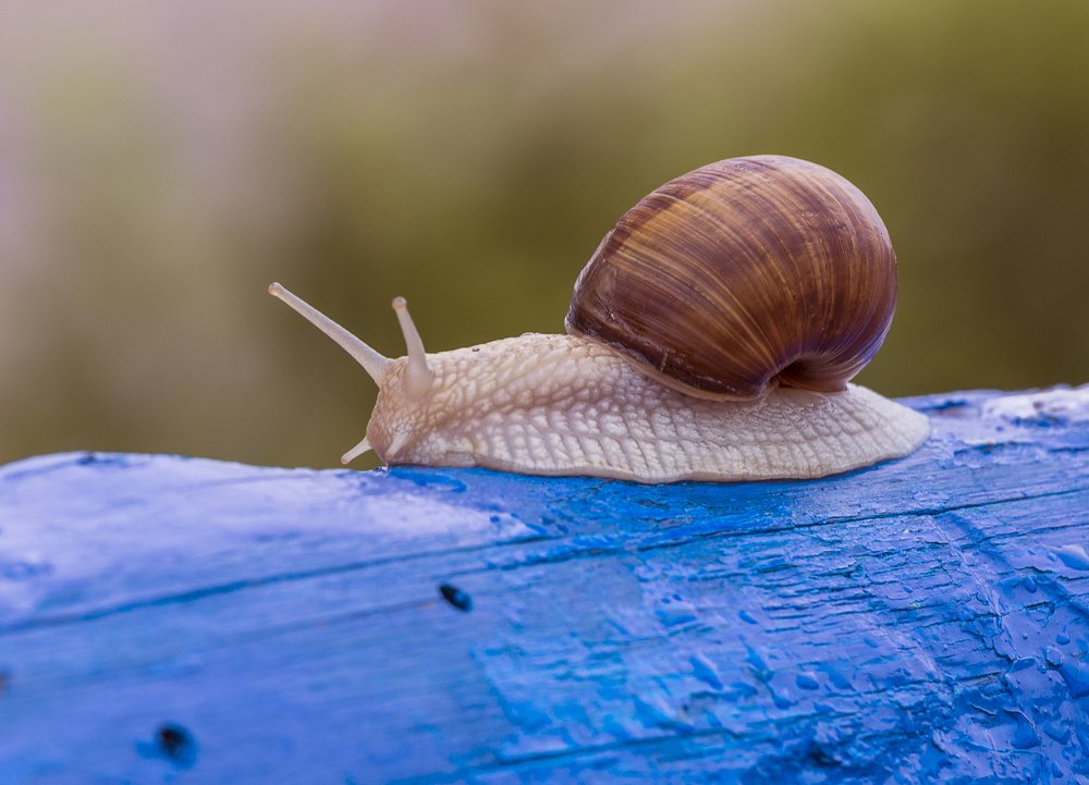 улитка на голубом