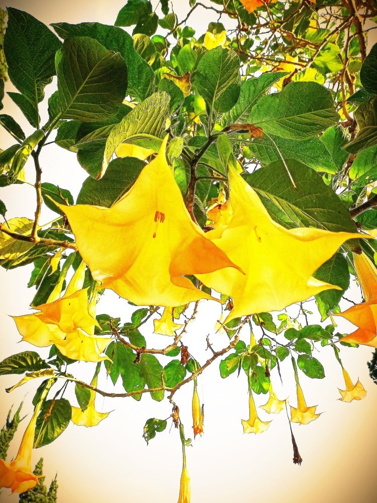 Trump flower