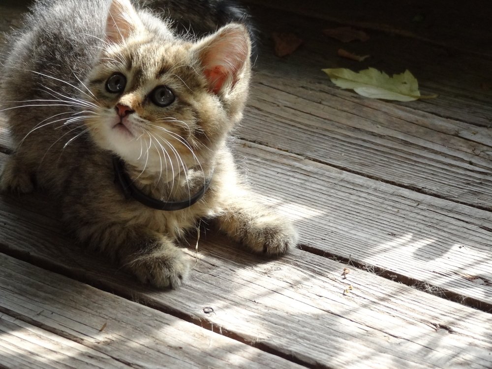 Photograph by Стефанова Татьяна