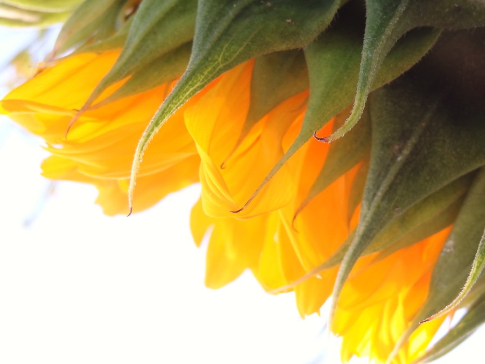 Photograph by Стефанова Татьяна