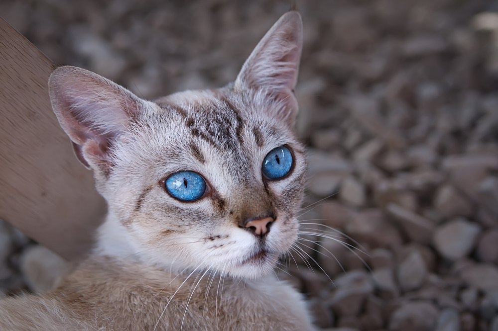 Голубоглазая.