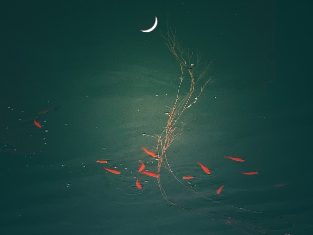 moon and fishes