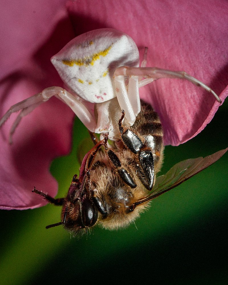 Охота в микромире