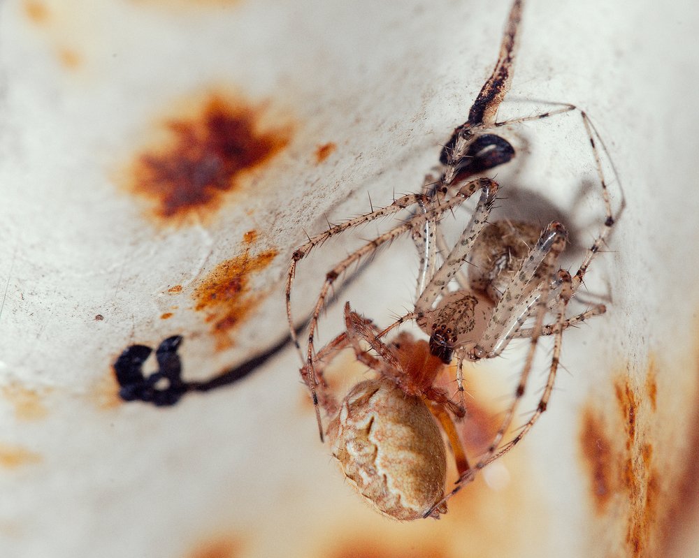 Охота в микромире 2