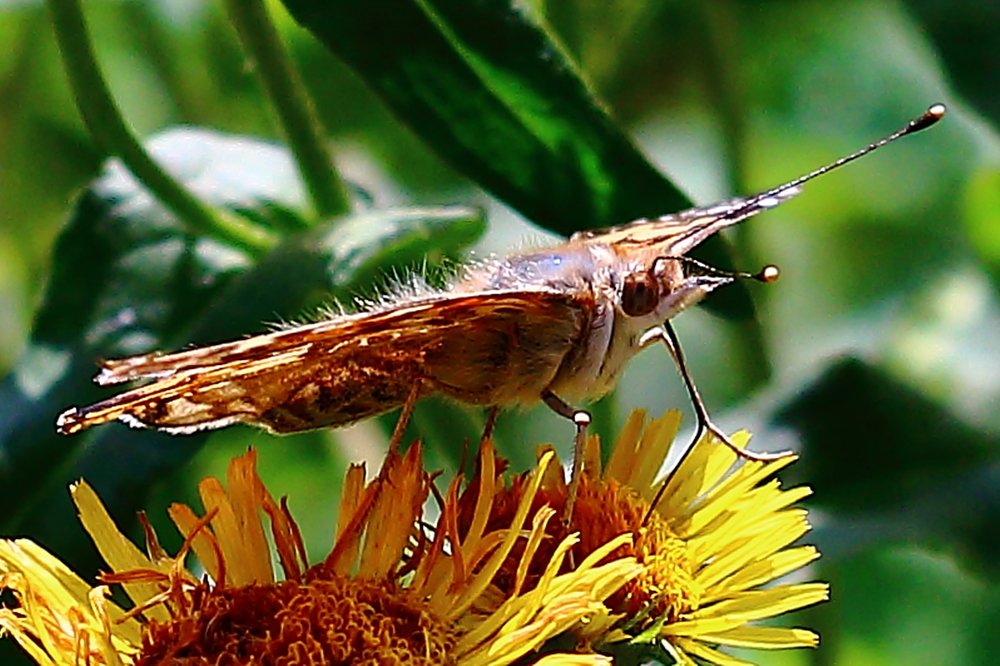 Сибирская бабочка.