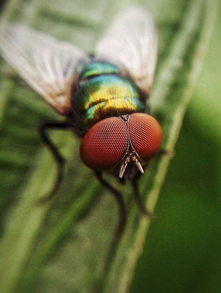 Housefly