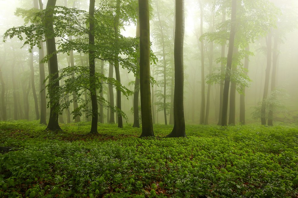 Rain forest in Carpathians