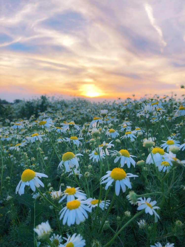 Ромашковый закат