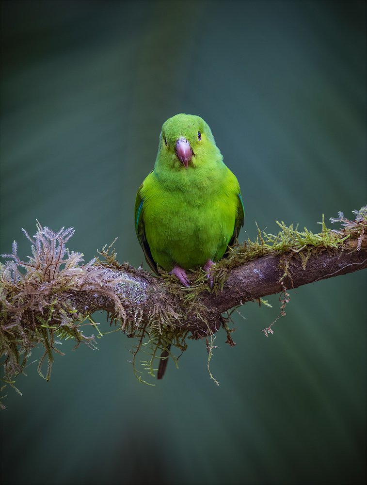 Plain Parakeet
