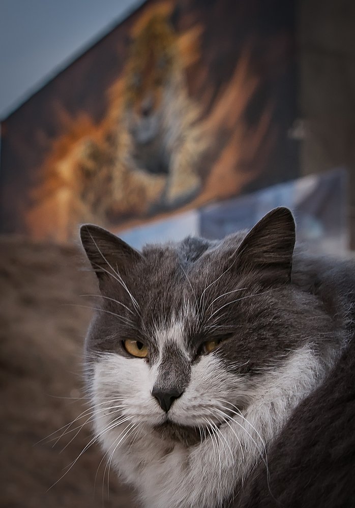 Портрет на фоне леопарда.